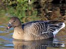 Pink-Footed Goose (WWT Slimbridge November 2017) - pic by Nigel Key